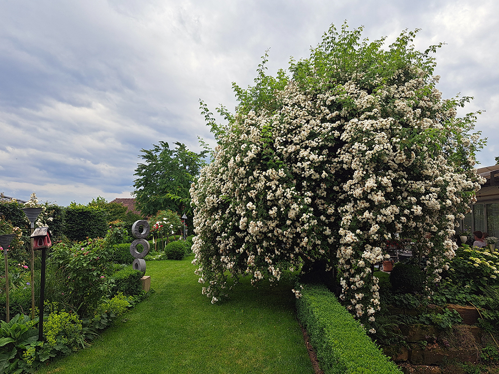 Spendenaktion für die Kardiologie beim Tag der offenen Gartentüre