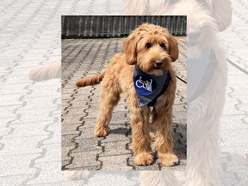 Therapiehund Molly in der Kinder- und Jugendpsychiatrie